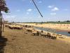 Barki sheep canal irrigation
